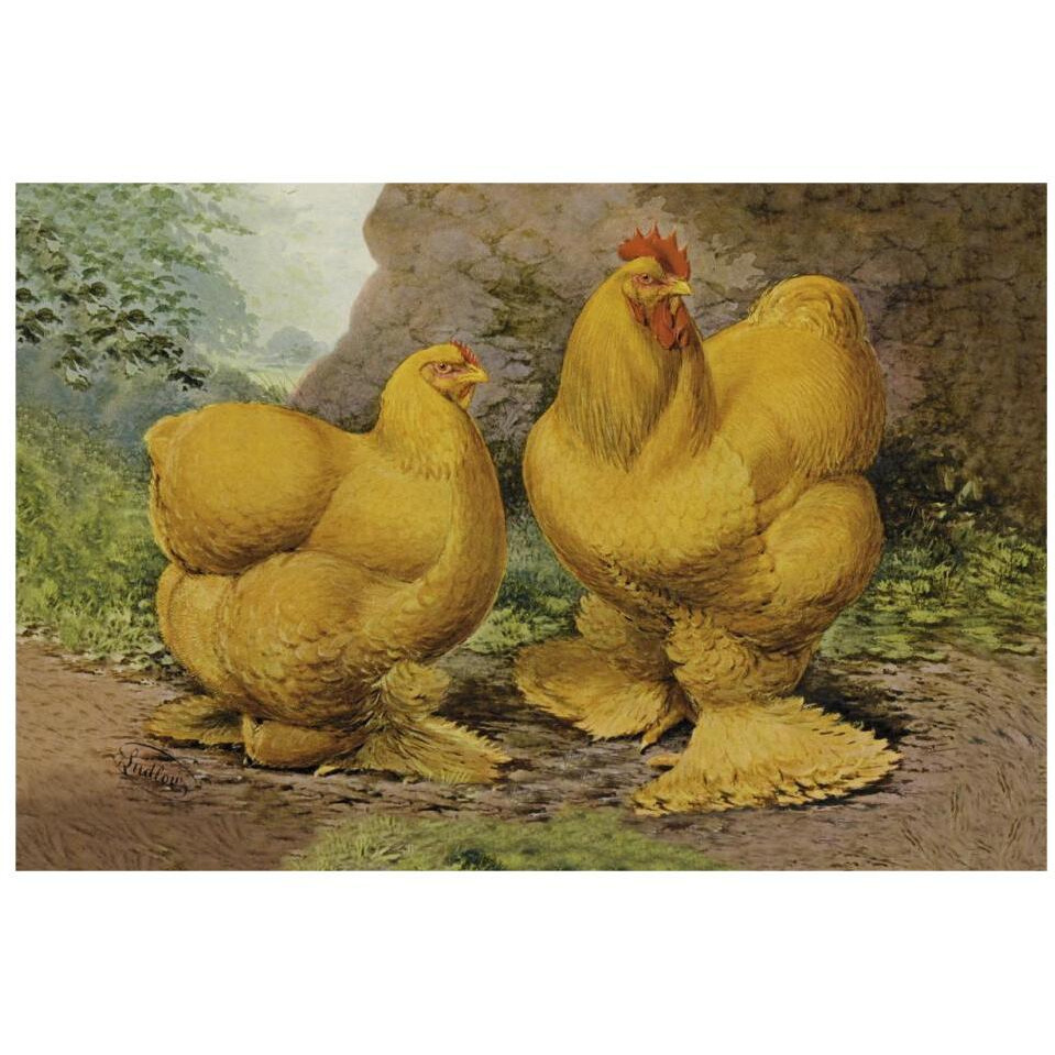 Chickens Buff Cochins-Paper Art-32&quotx22"