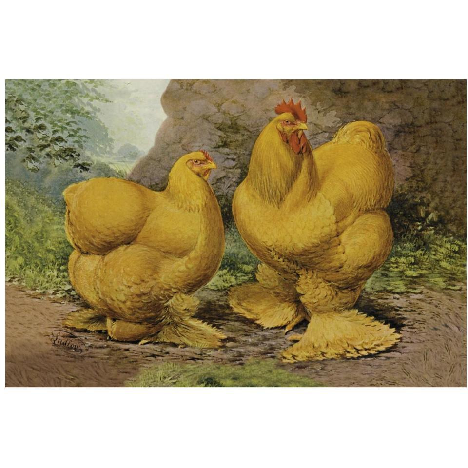 Chickens Buff Cochins-Paper Art-38&quotx26"
