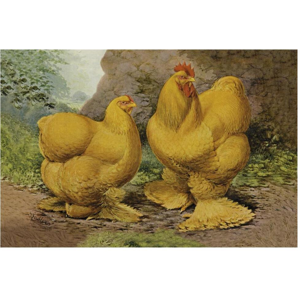 Chickens Buff Cochins-Paper Art-62&quotx42"