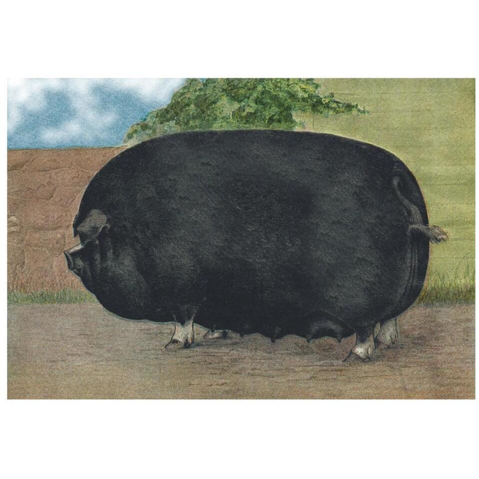 Pigs and Pork Champion Sow-Paper Art-32&quotx22"