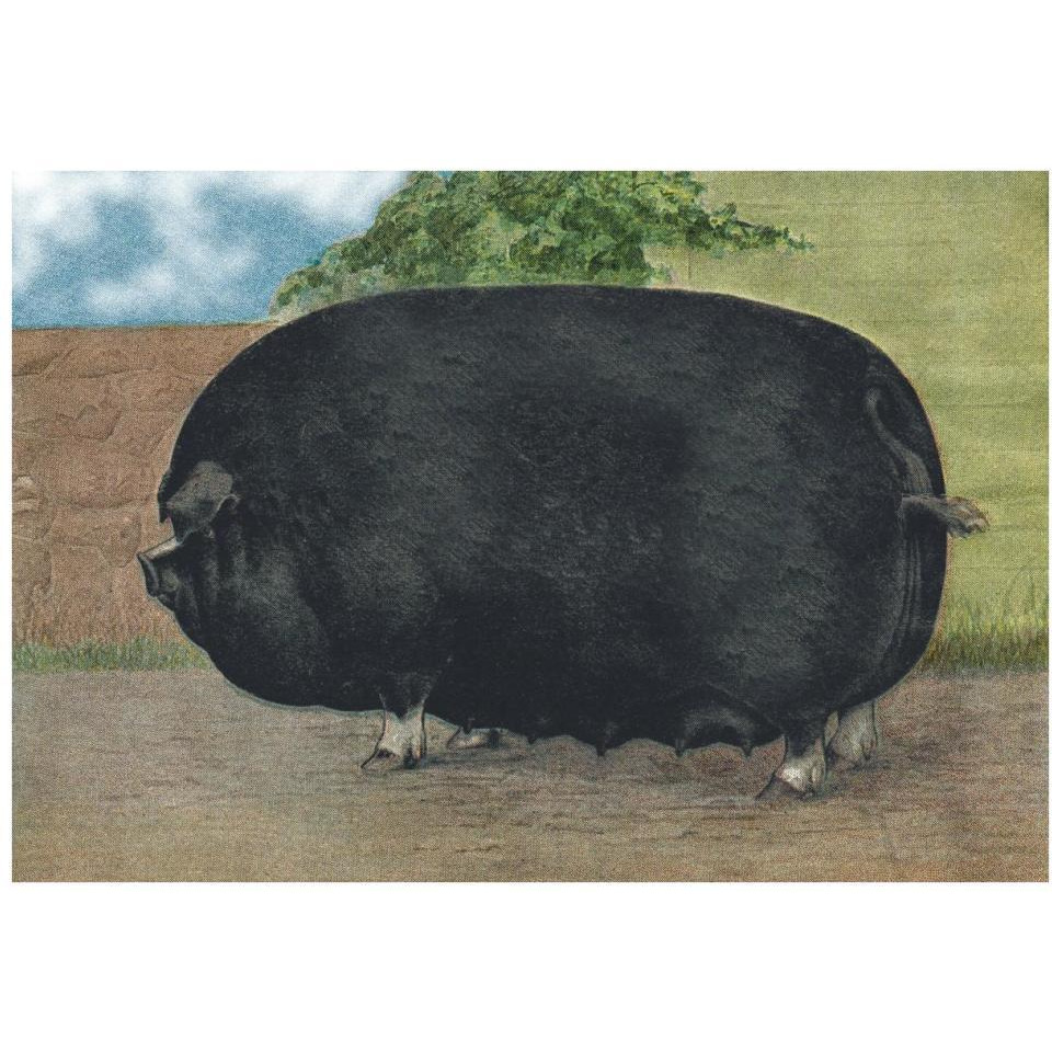 Pigs and Pork Champion Sow-Paper Art-38&quotx26"