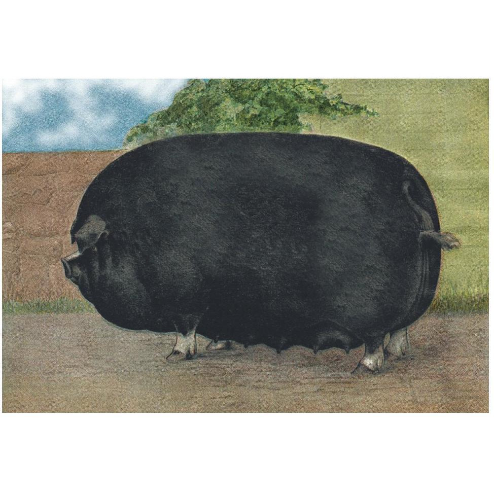 Pigs and Pork Champion Sow-Paper Art-50&quotx34"