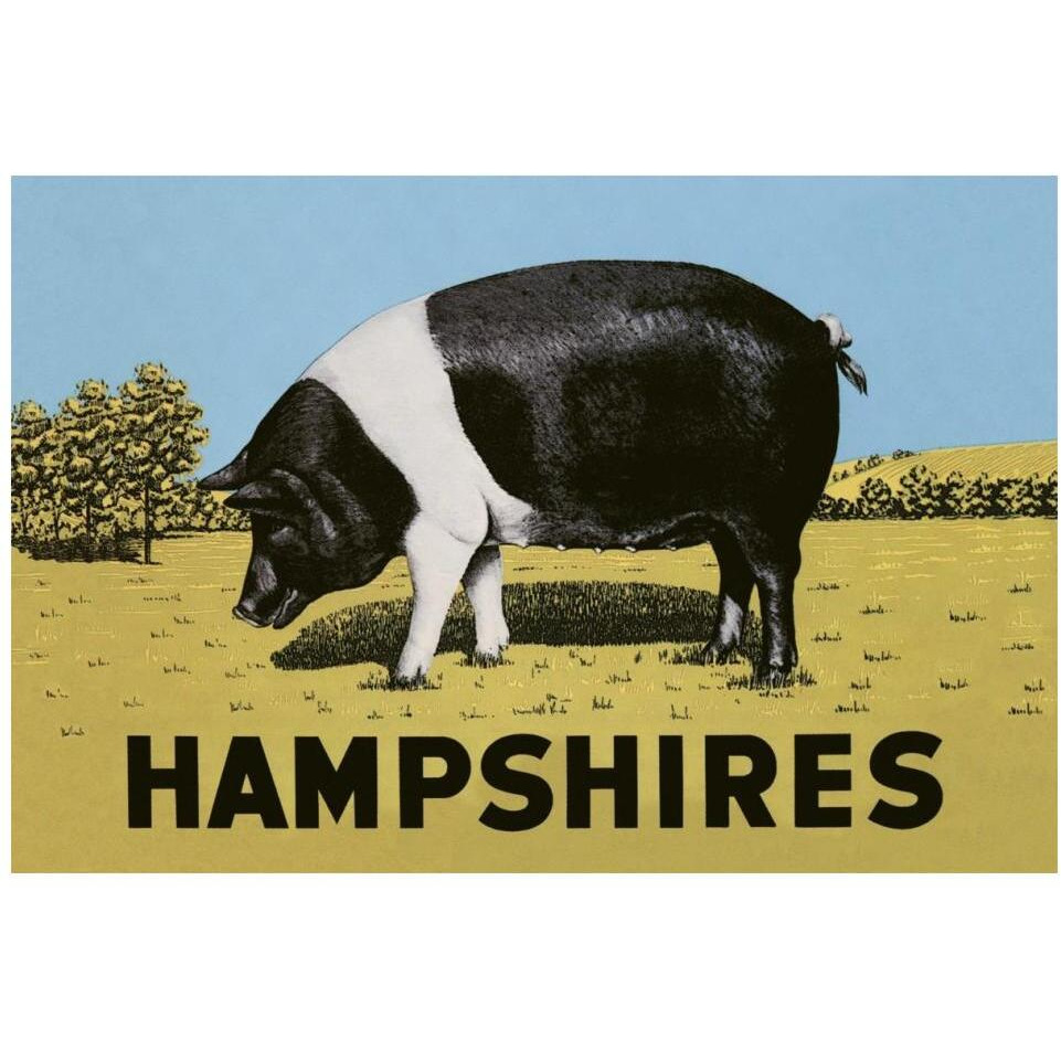 Pigs and Pork Hampshires-Paper Art-20&quotx14"