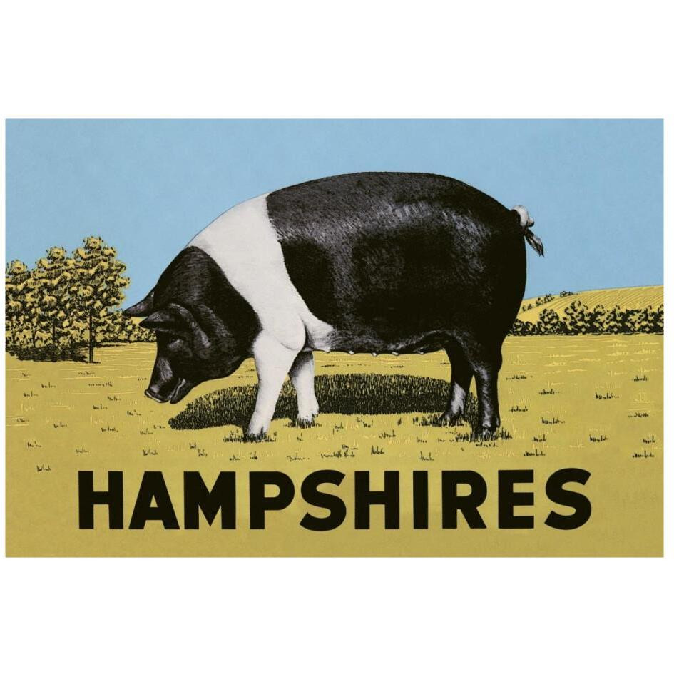 Pigs and Pork Hampshires-Paper Art-26&quotx18"