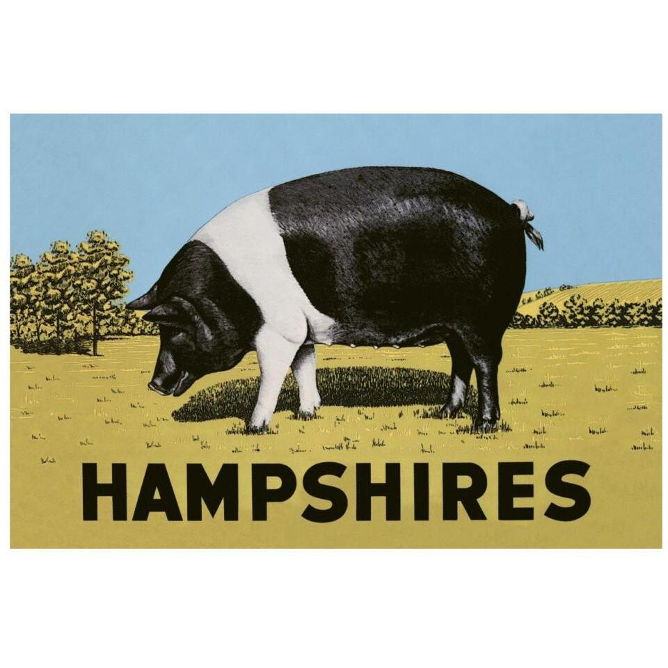 Pigs and Pork Hampshires-Paper Art-32&quotx22"