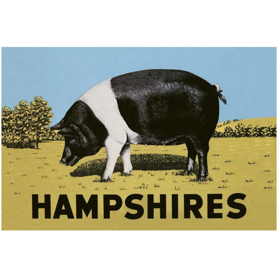 Pigs and Pork Hampshires-Paper Art-50&quotx34"
