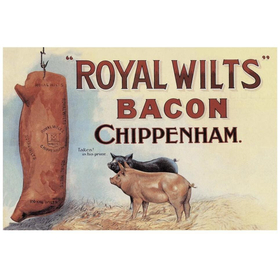 Pigs and Pork Royal Wilts Bacon-Paper Art-38&quotx26"