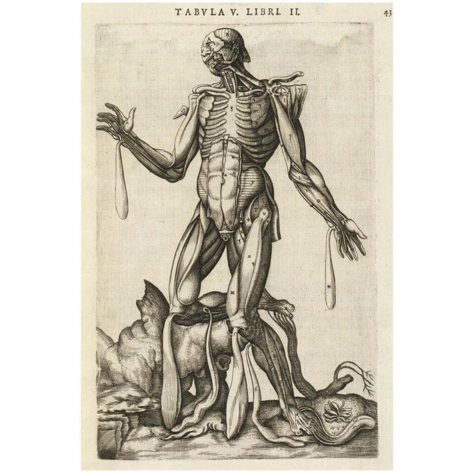 Male figure with muscles and skeleton-Paper Art-22&quotx32"