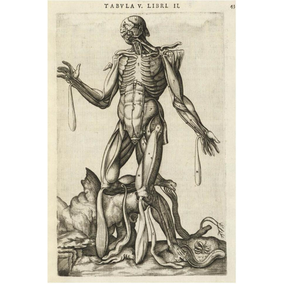 Male figure with muscles and skeleton-Paper Art-42&quotx62"
