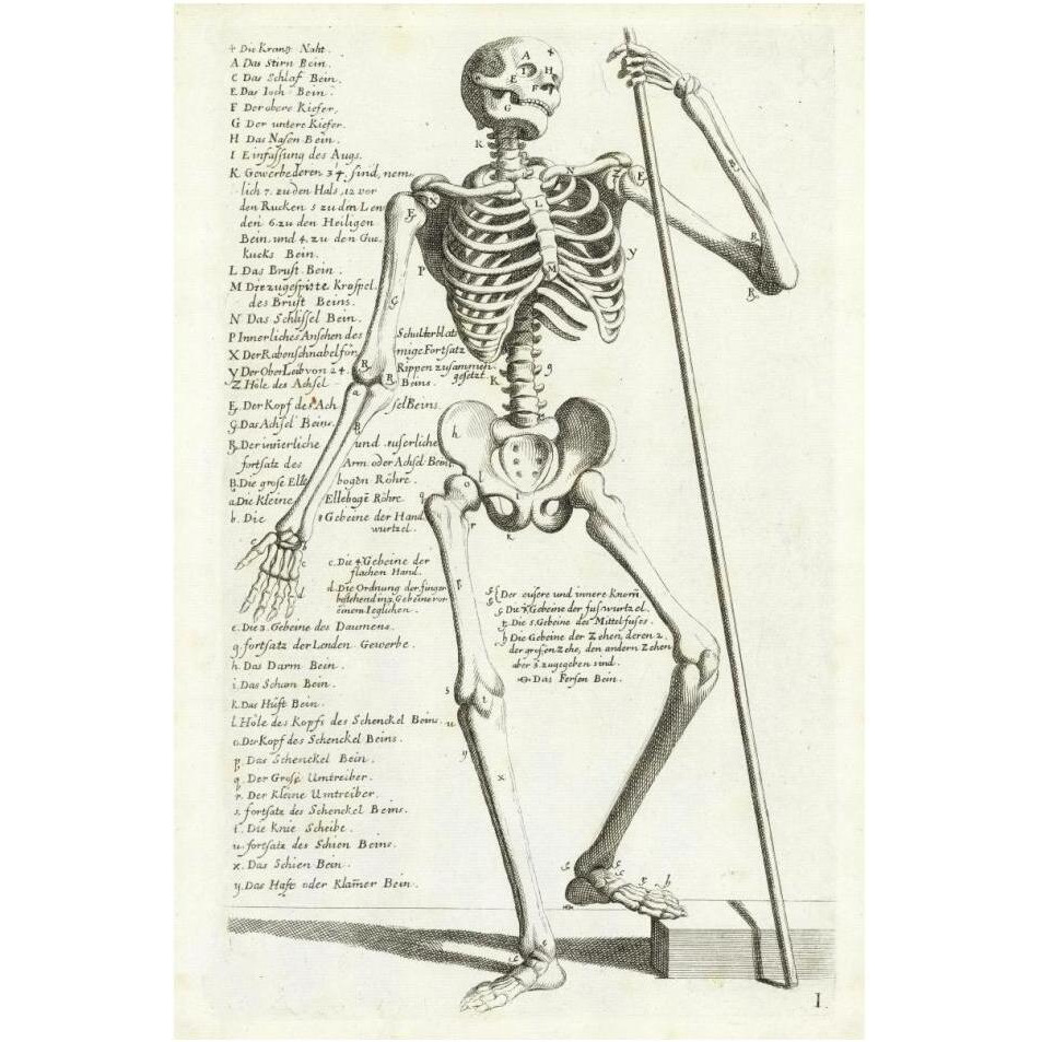 Anatomical diagram showing human skeleton, front view, with legends-Paper Art-14&quotx20"