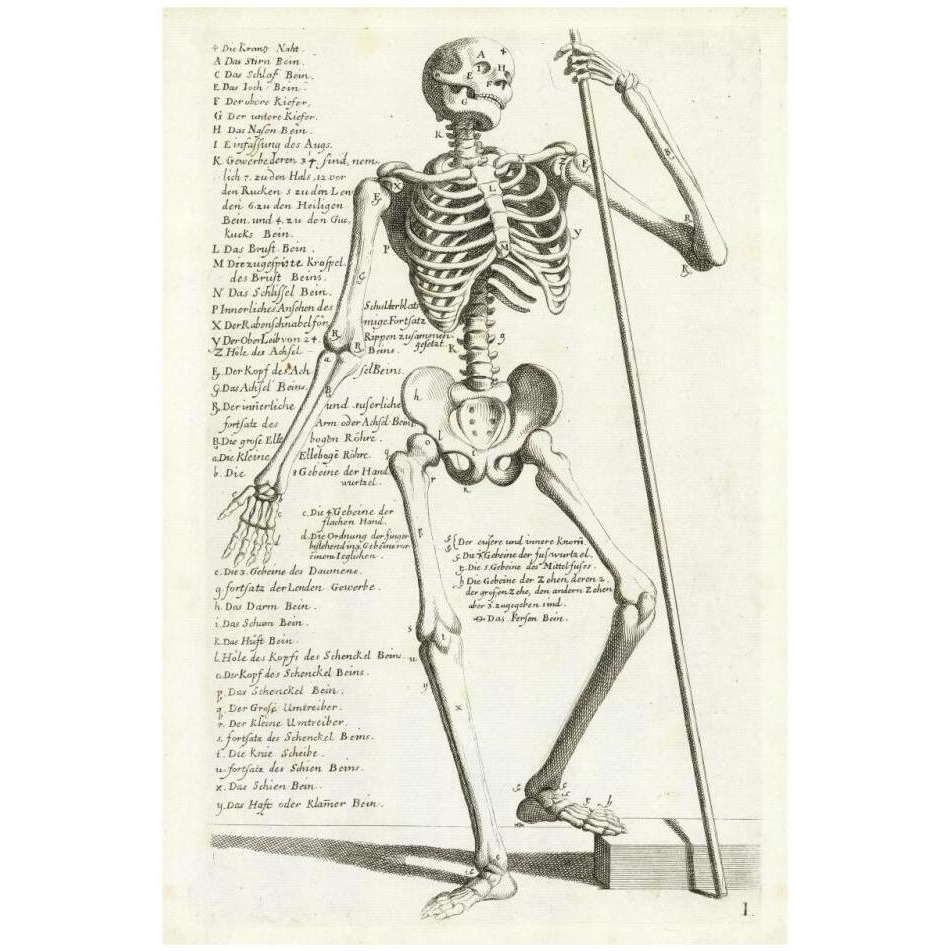 Anatomical diagram showing human skeleton, front view, with legends-Paper Art-22&quotx32"