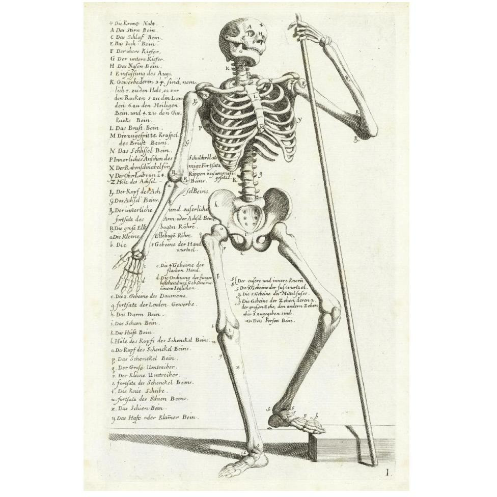 Anatomical diagram showing human skeleton, front view, with legends-Paper Art-34&quotx50"