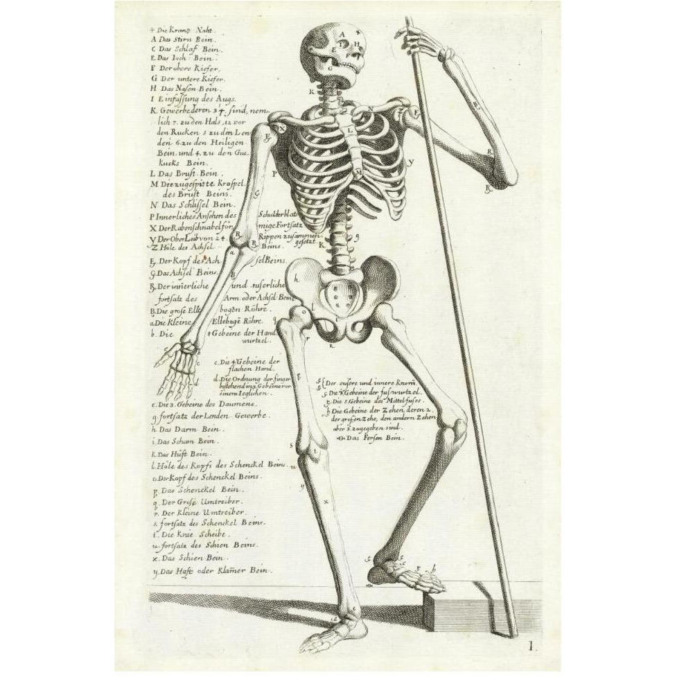 Anatomical diagram showing human skeleton, front view, with legends-Paper Art-42&quotx62"