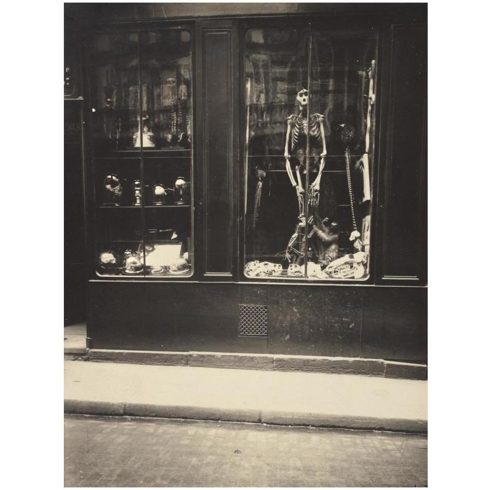 Zoologist's Shop-Paper Art-14&quotx18"