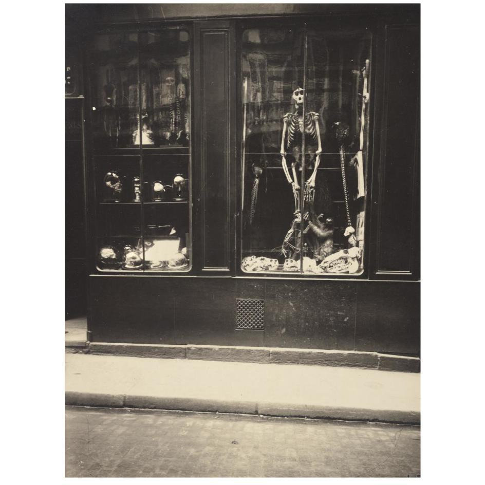 Zoologist's Shop-Paper Art-20&quotx26"