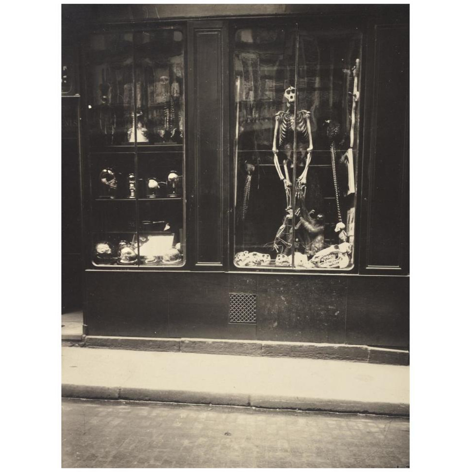 Zoologist's Shop-Paper Art-32&quotx42"