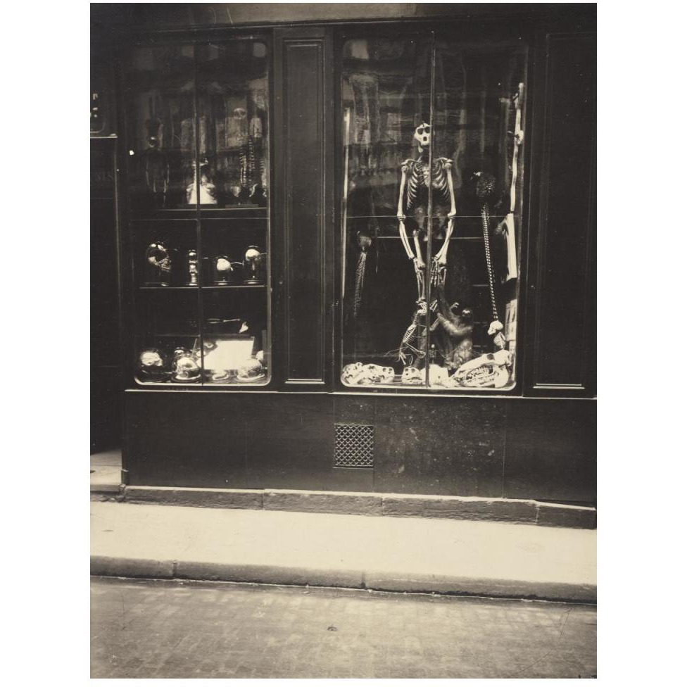 Zoologist's Shop-Paper Art-38&quotx50"