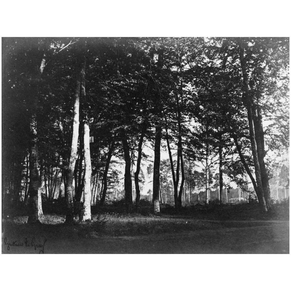 Fontainebleau, 1849 - Study of Trees and Pathways-Paper Art-18&quotx14"