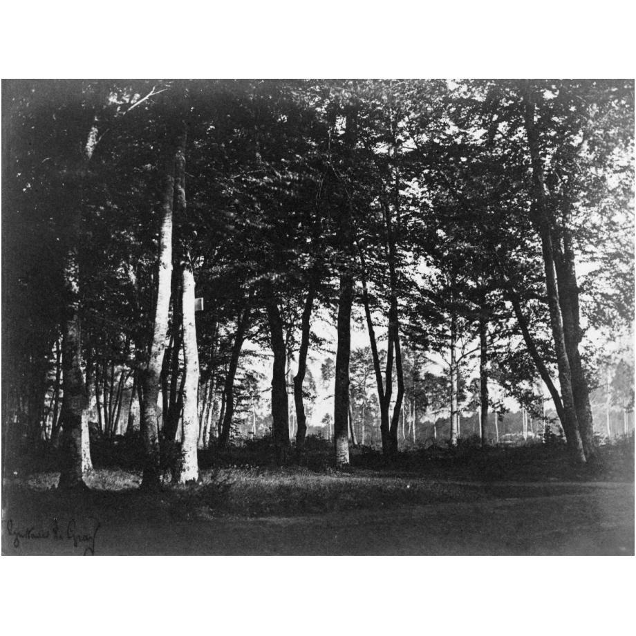 Fontainebleau, 1849 - Study of Trees and Pathways-Paper Art-24&quotx19"