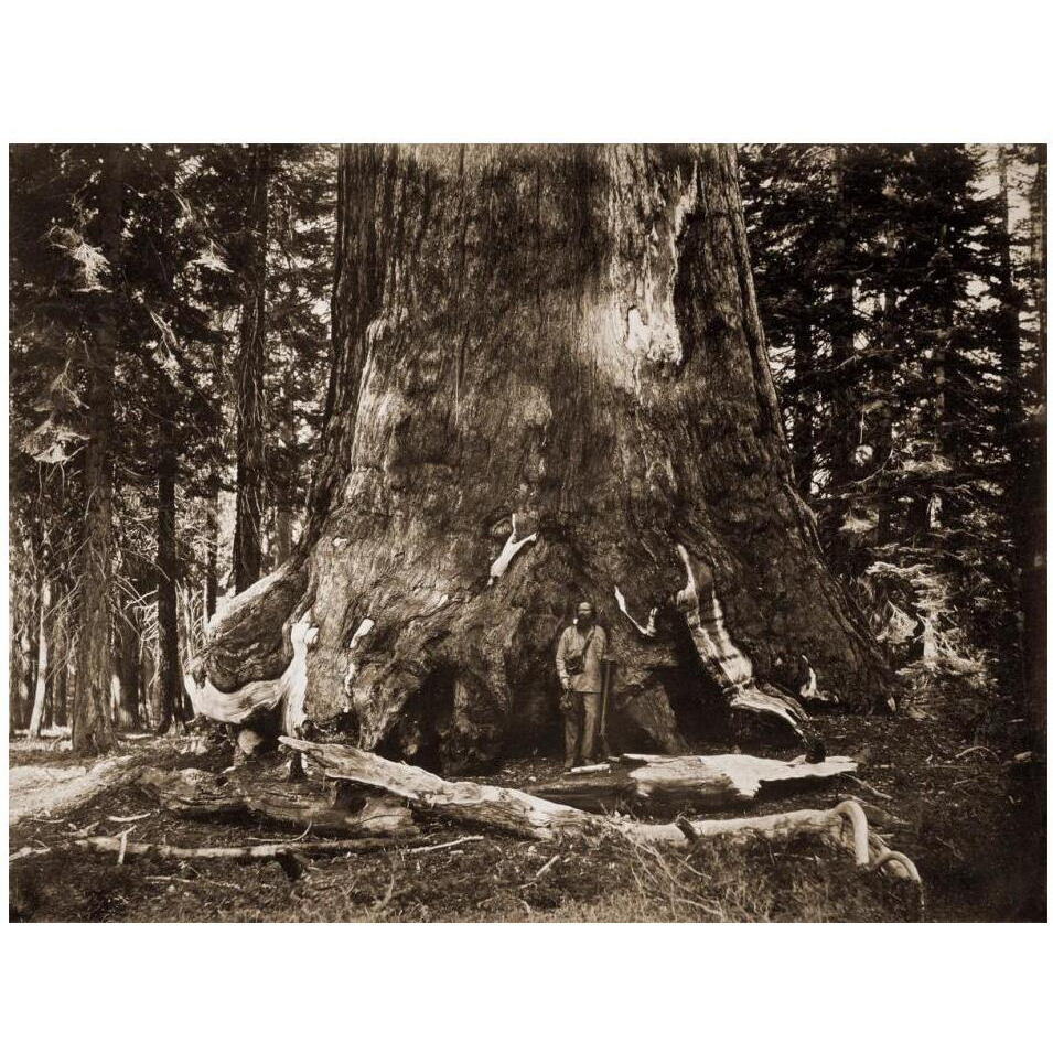 The &quotGrizzly Giant" - 33 feet diameter - with Galen Clark, Mariposa Grove, Yosemite, California, 1861-Paper Art-18&quotx14"