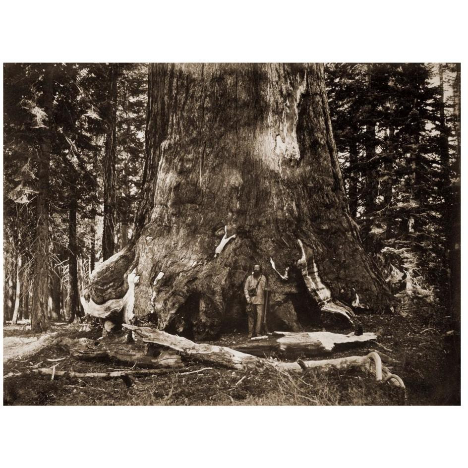 The &quotGrizzly Giant" - 33 feet diameter - with Galen Clark, Mariposa Grove, Yosemite, California, 1861-Paper Art-26&quotx20"