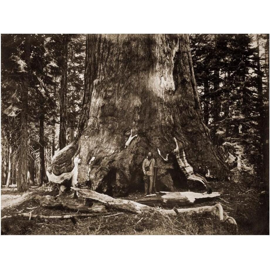 The &quotGrizzly Giant" - 33 feet diameter - with Galen Clark, Mariposa Grove, Yosemite, California, 1861-Paper Art-24&quotx19"