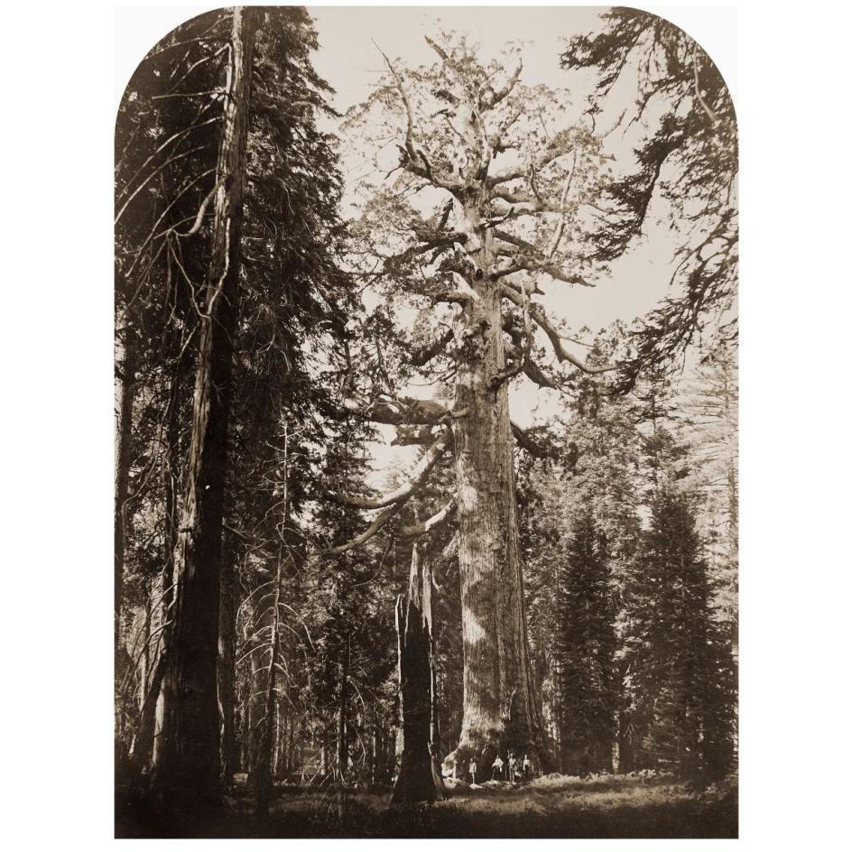 Grizzly Giant - 33 ft. diam. -  Mariposa Grove, Yosemite, California, 1861-Paper Art-20&quotx26"