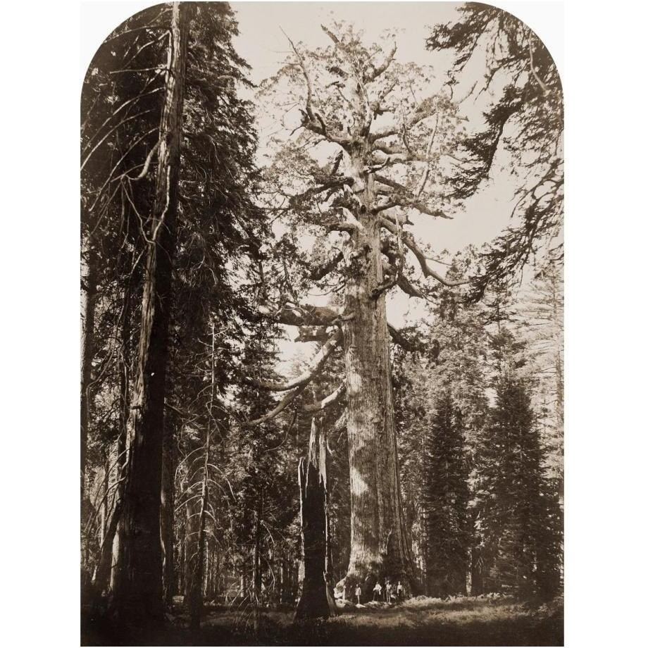 Grizzly Giant - 33 ft. diam. -  Mariposa Grove, Yosemite, California, 1861-Paper Art-19&quotx24"