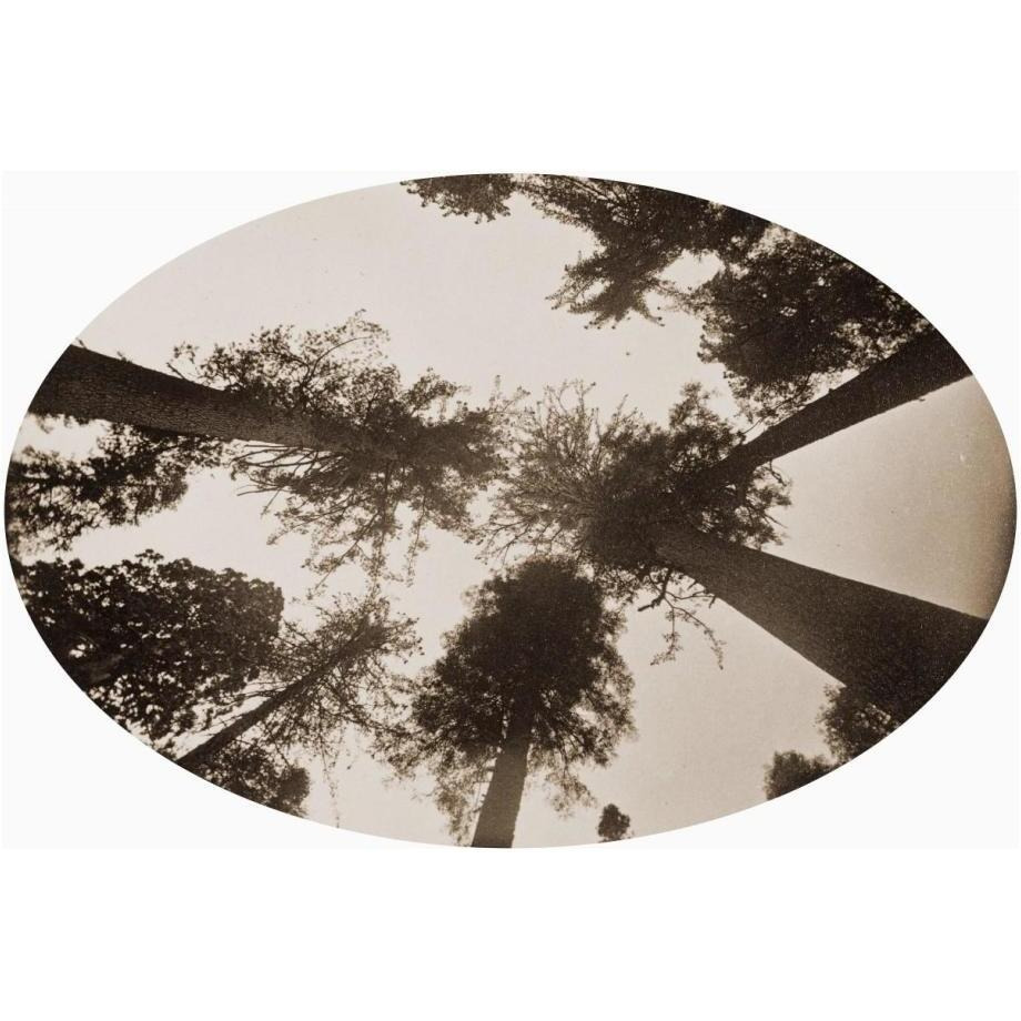 Among The Tree Tops Calaveras Grove-Paper Art-24&quotx17"