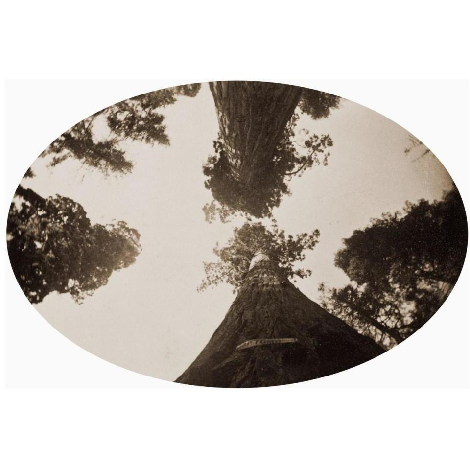 Among the Treetops, Calaveras Grove, California, 1878-Paper Art-20&quotx14"