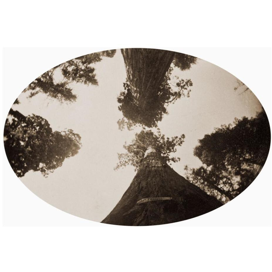 Among the Treetops, Calaveras Grove, California, 1878-Paper Art-24&quotx17"