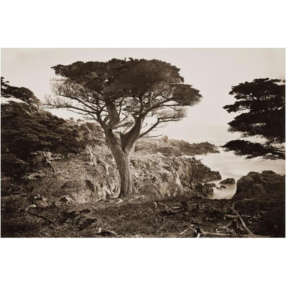 Cypress Point, Monterey, California, about 1880s-Paper Art-24&quotx17"