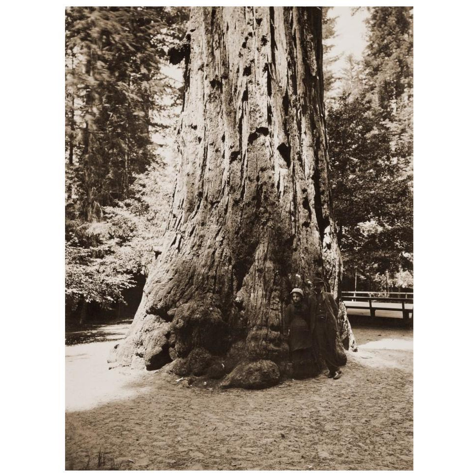 Big Tree Felton (Redwood), Santa Cruz, California, 1880s-Paper Art-14&quotx18"