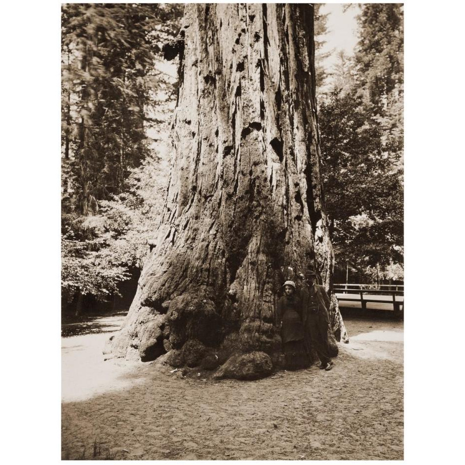 Big Tree Felton (Redwood), Santa Cruz, California, 1880s-Paper Art-20&quotx26"