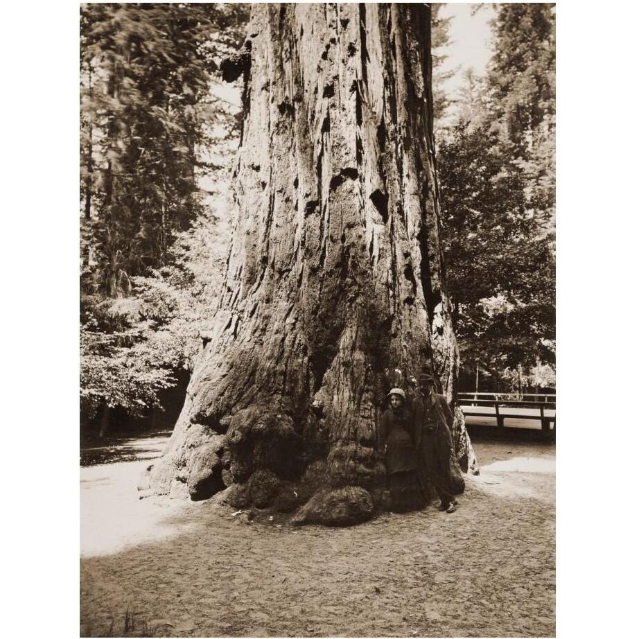 Big Tree Felton (Redwood), Santa Cruz, California, 1880s-Paper Art-19&quotx24"