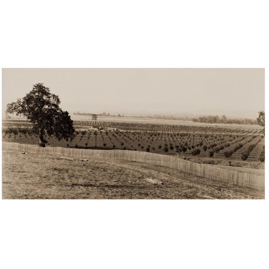 Young Orchard, Palermo, Butte County, California, 1888-1891-Paper Art-26&quotx14"