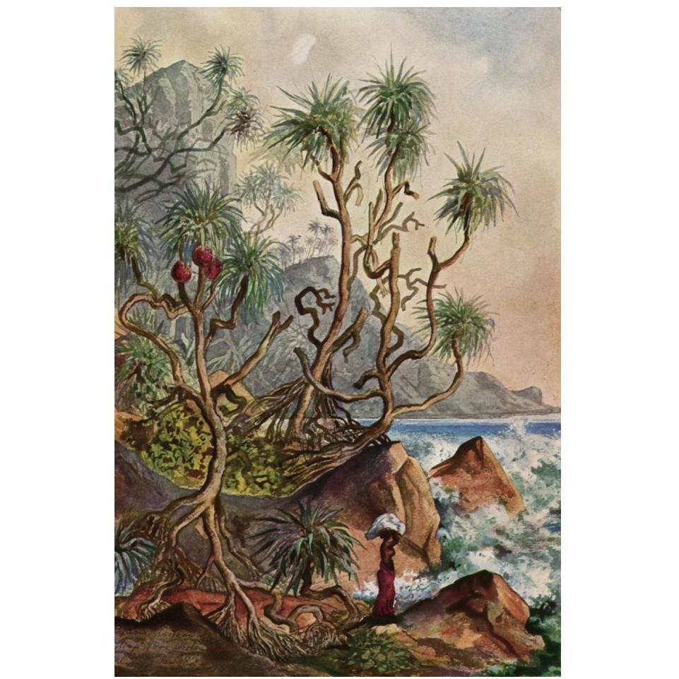 Pandanus bei Matura Schraubenpalmen an der S_dk_ste von Ceylon-Paper Art-14&quotx20"