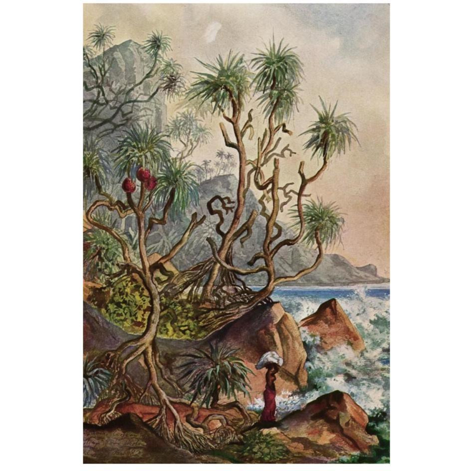 Pandanus bei Matura Schraubenpalmen an der S_dk_ste von Ceylon-Paper Art-18&quotx26"