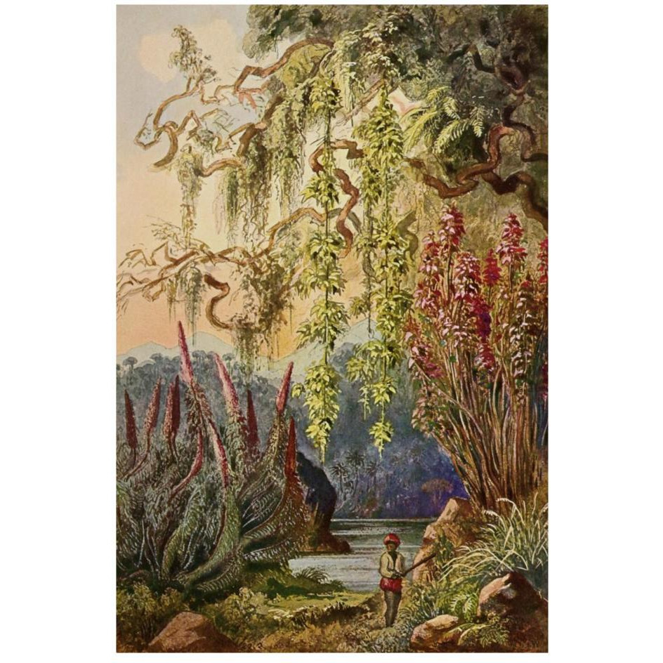 Nillu-B_sche und H_ngebambusen Hochland von Ceylon-Paper Art-18&quotx26"