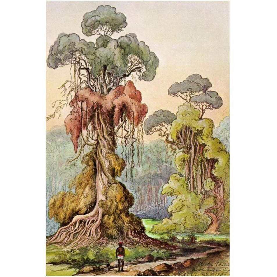 Lianen-M_ntel an S_ulenb_umen Hochland von Ceylon-Paper Art-14&quotx20"
