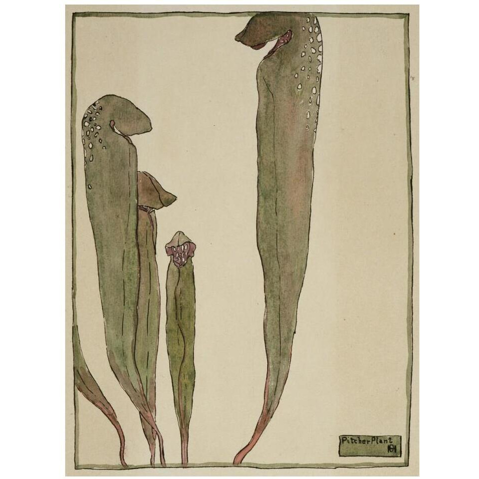 Pitcher Plant-Paper Art-14&quotx18"