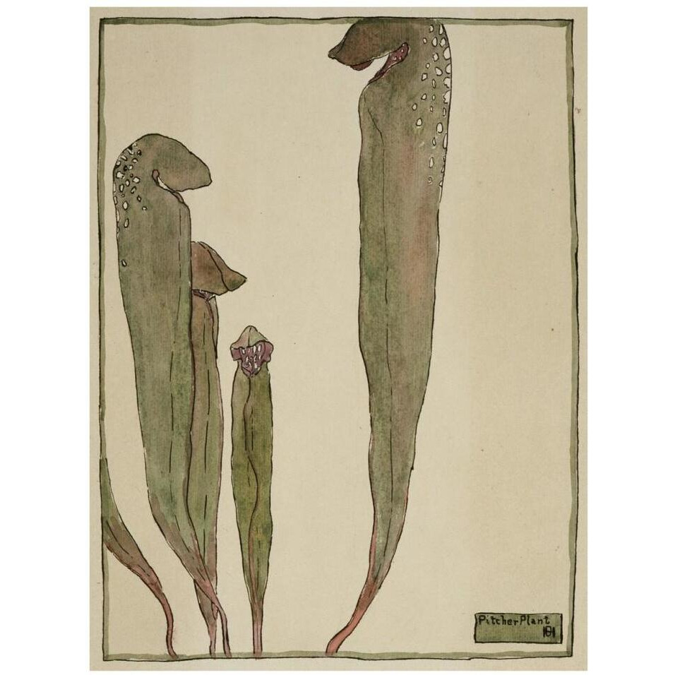 Pitcher Plant-Paper Art-26&quotx34"