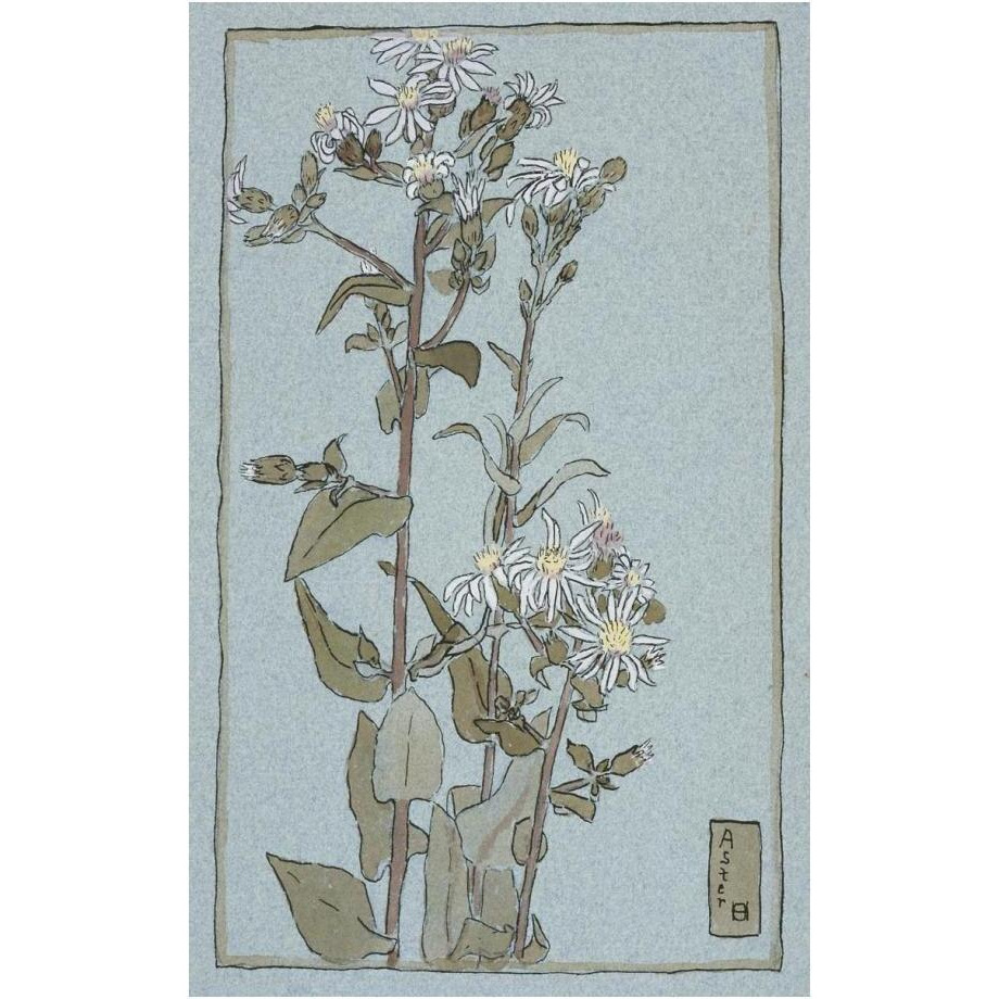 Aster on Green Ground-Paper Art-16&quotx24"