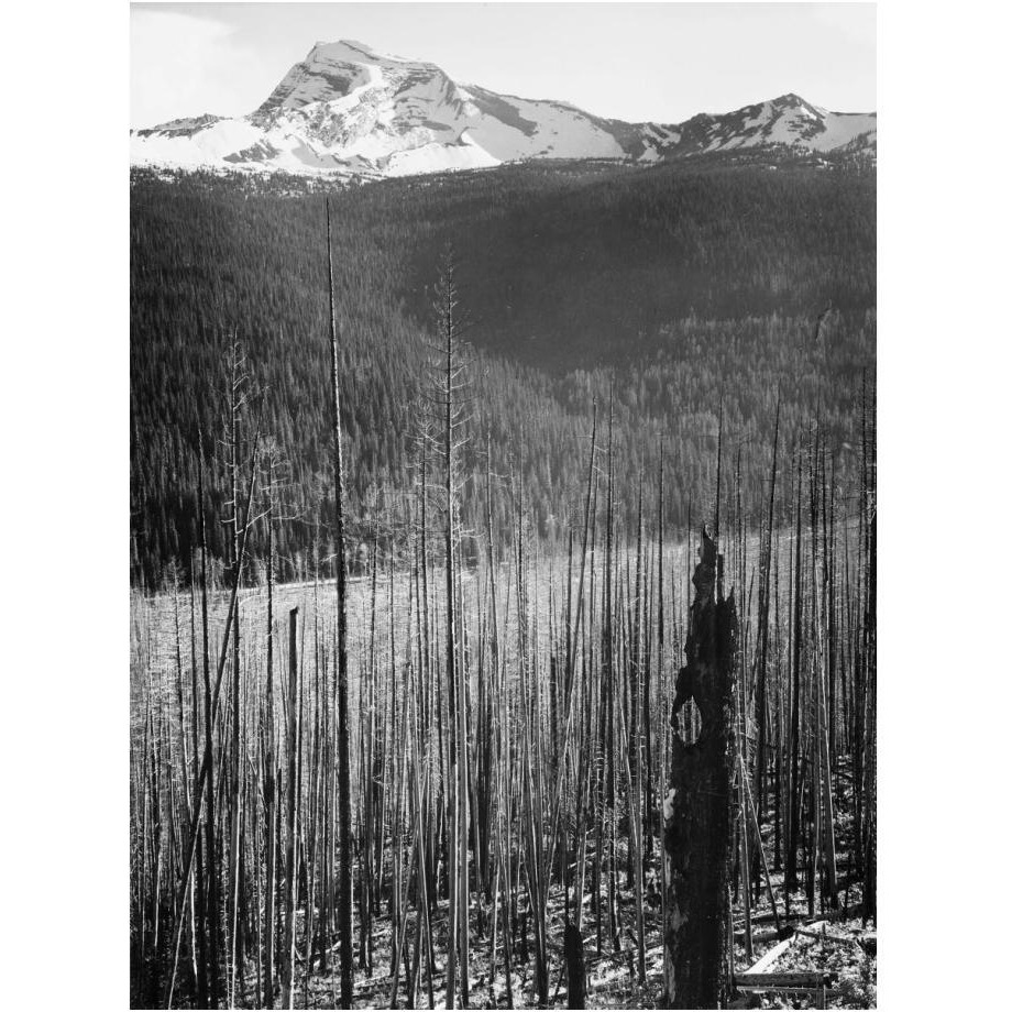 Burned Area, Glacier National Park, Montana - National Parks and Monuments, 1941-Paper Art-18&quotx24"