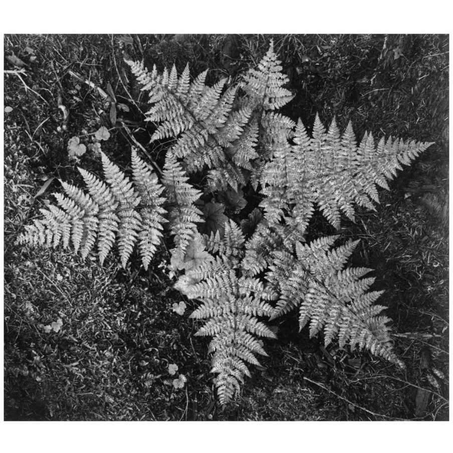 Ferns, Glacier National Park, Montana - National Parks and Monuments, 1941-Paper Art-18&quotx16"