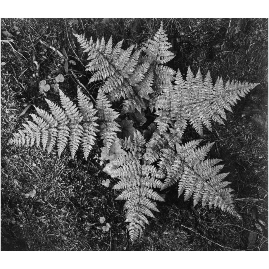 Ferns, Glacier National Park, Montana - National Parks and Monuments, 1941-Paper Art-24&quotx21"