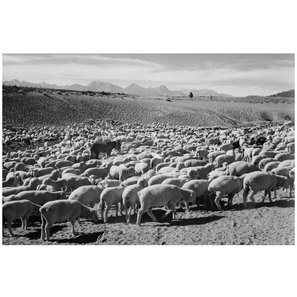 Flock in Owens Valley - National Parks and Monuments, 1941-Paper Art-32&quotx22"
