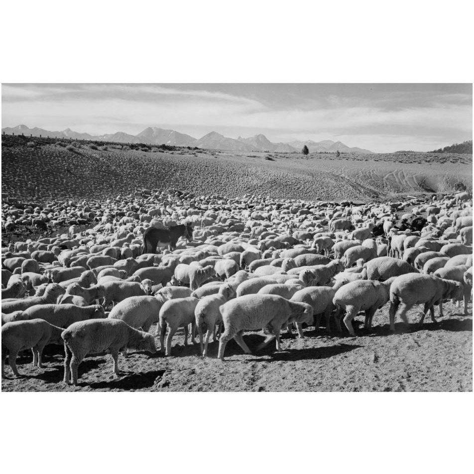 Flock in Owens Valley - National Parks and Monuments, 1941-Paper Art-38&quotx26"