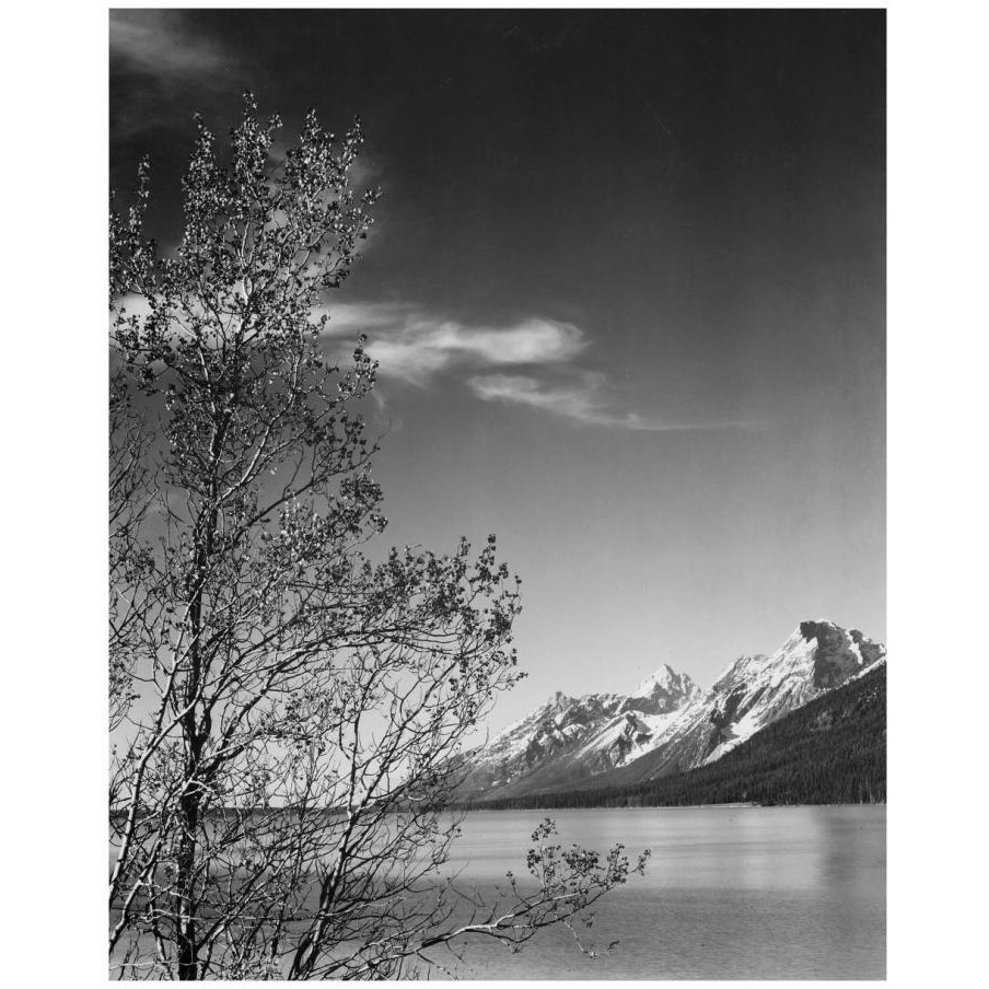 View of mountains with tree in foreground, Grand Teton National Park, Wyoming, 1941-Paper Art-15&quotx18"