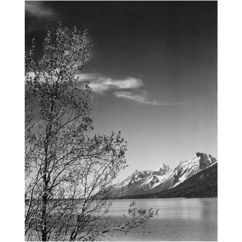View of mountains with tree in foreground, Grand Teton National Park, Wyoming, 1941-Paper Art-20&quotx24"